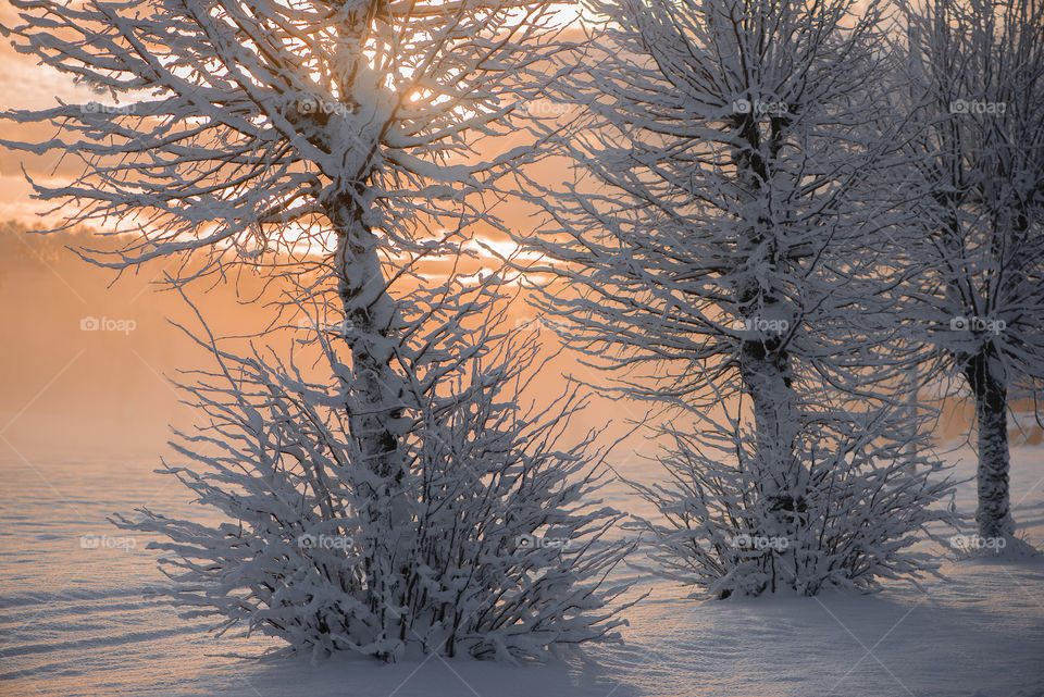 Frosted trees in winter morning