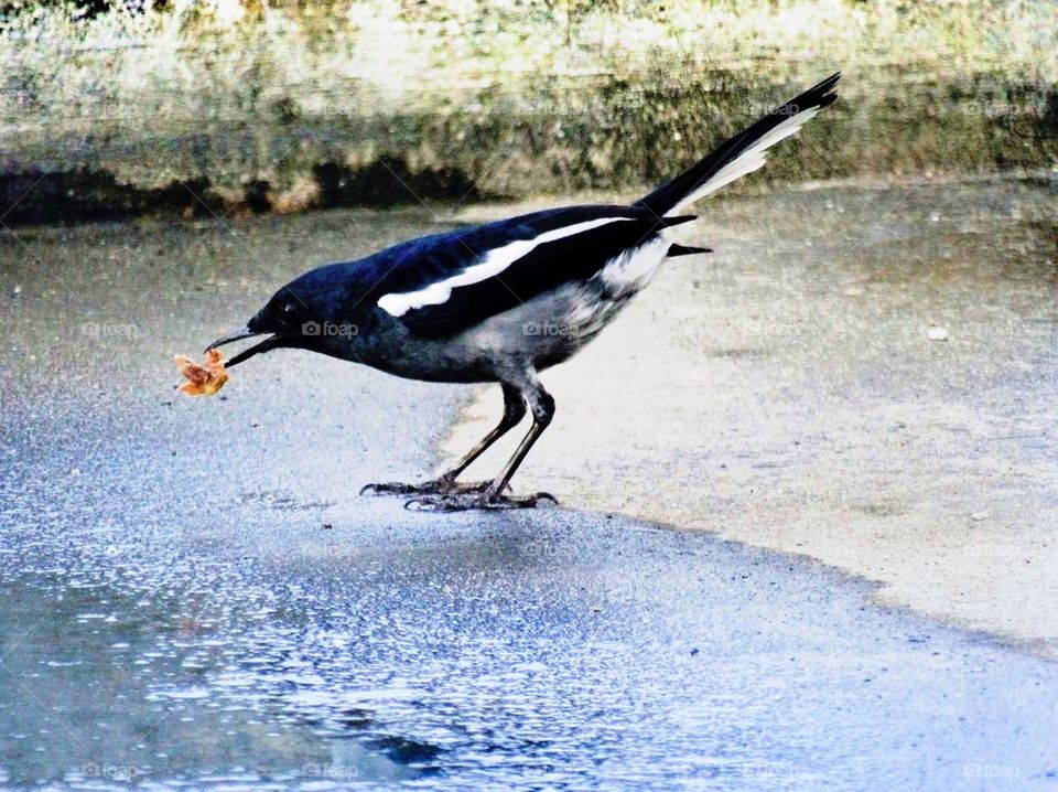 A magpie and his meal