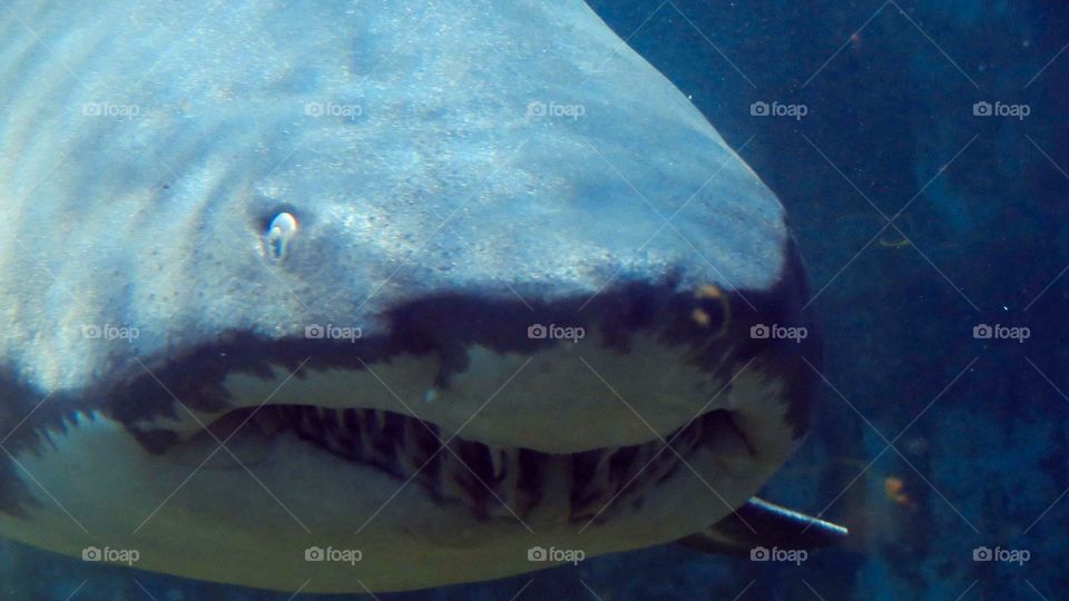 Shark. Shark in an aquarium swimming towards us. 