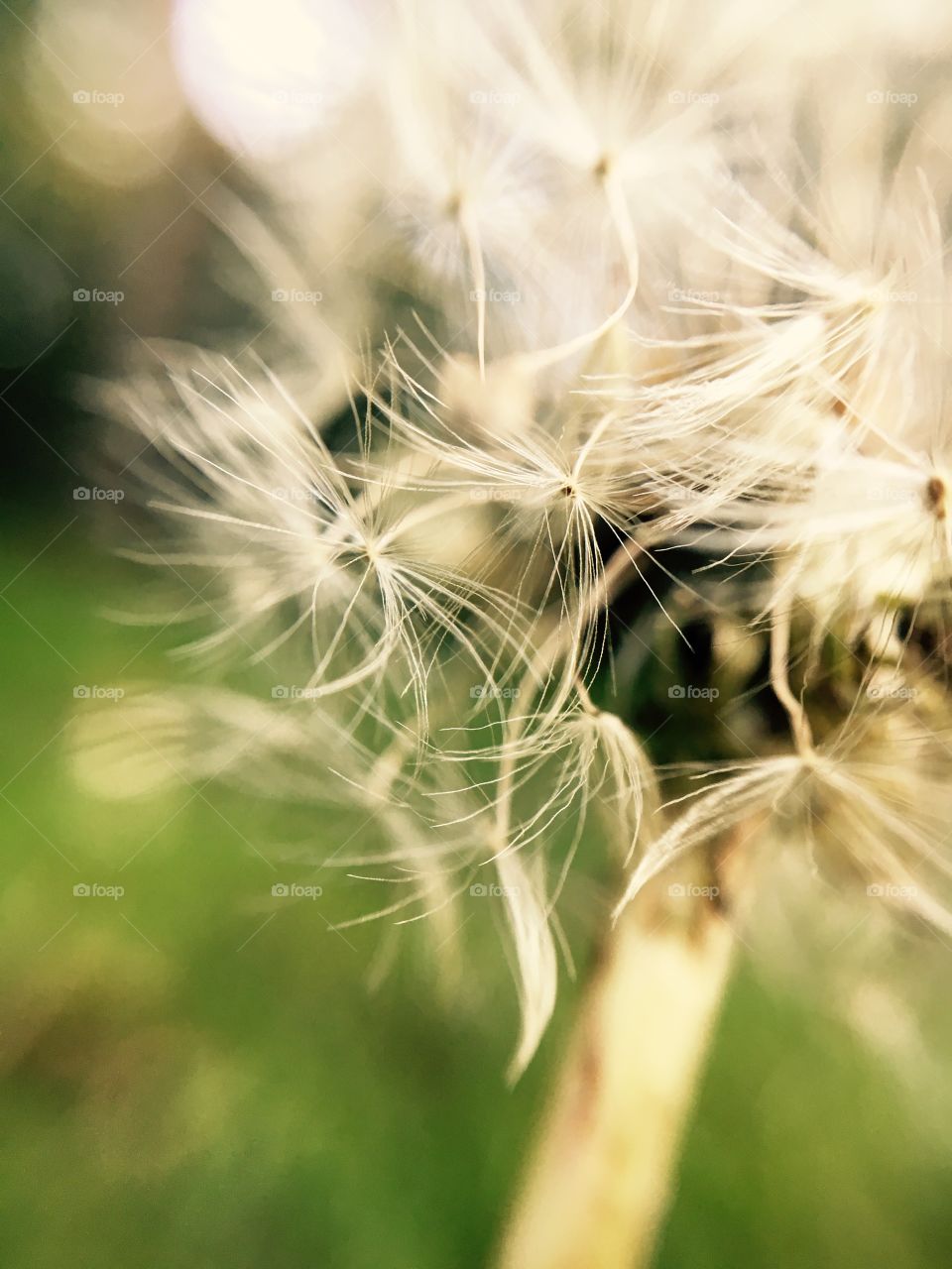 Dandelion, Nature, Summer, Grass, Field