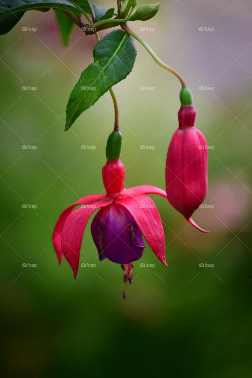 Fuchsia “Mrs Popple”