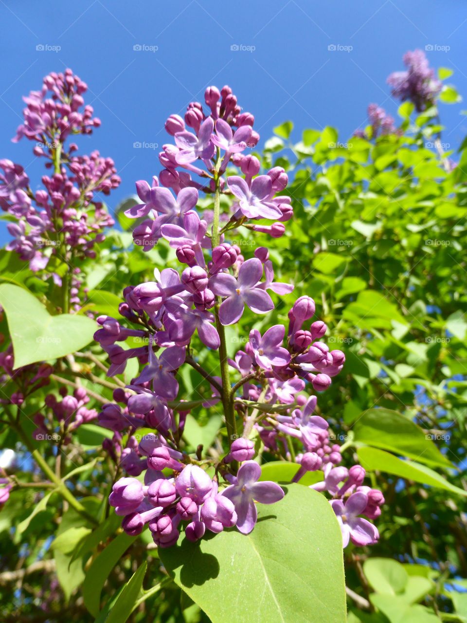 Close-up of flowers