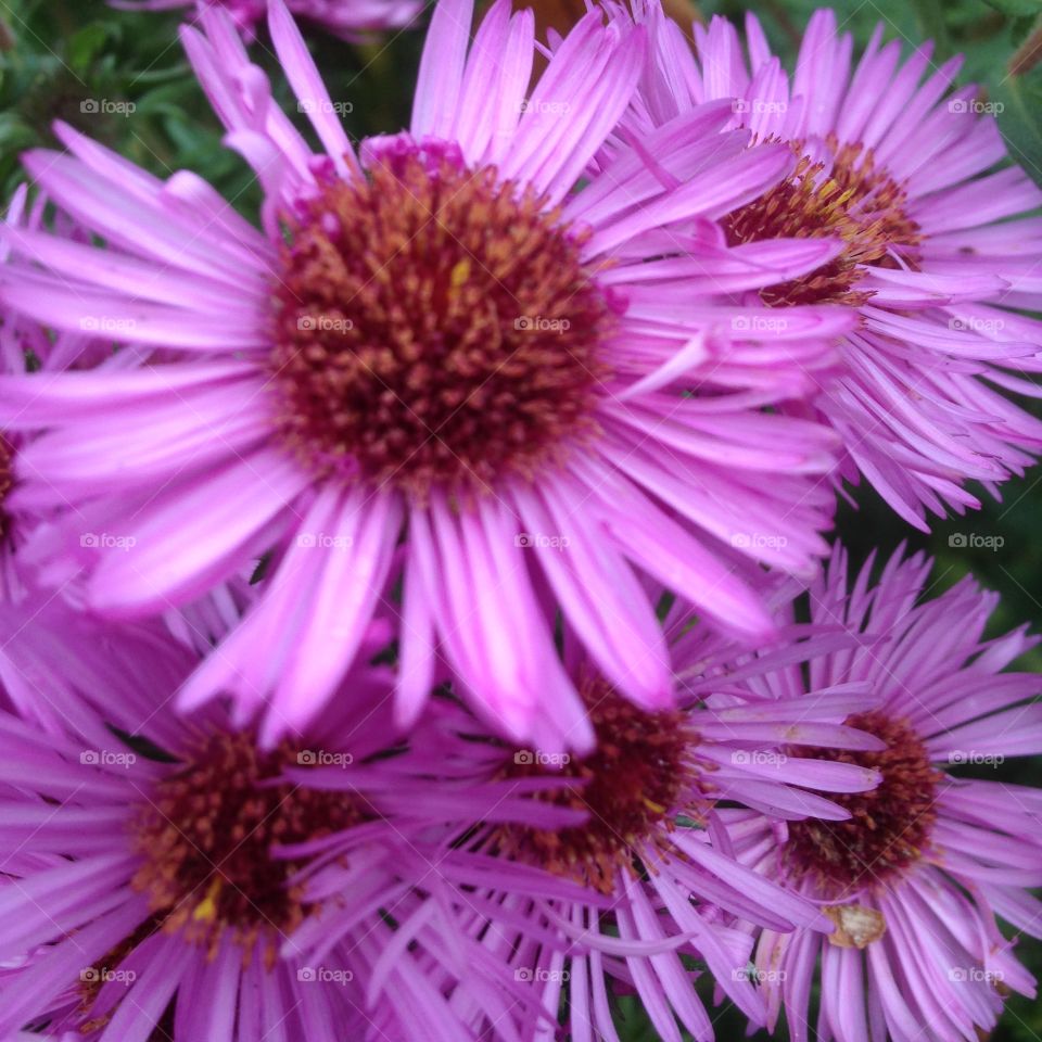 Chrysanthemum close-up