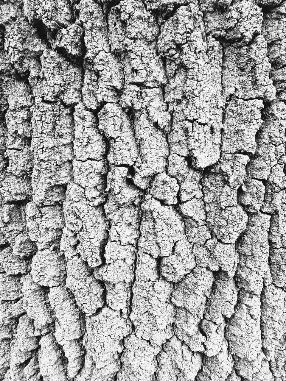 bark