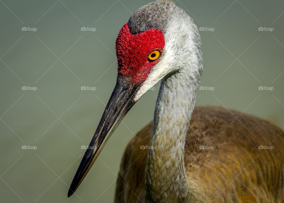 Close-up of a sandhill crane