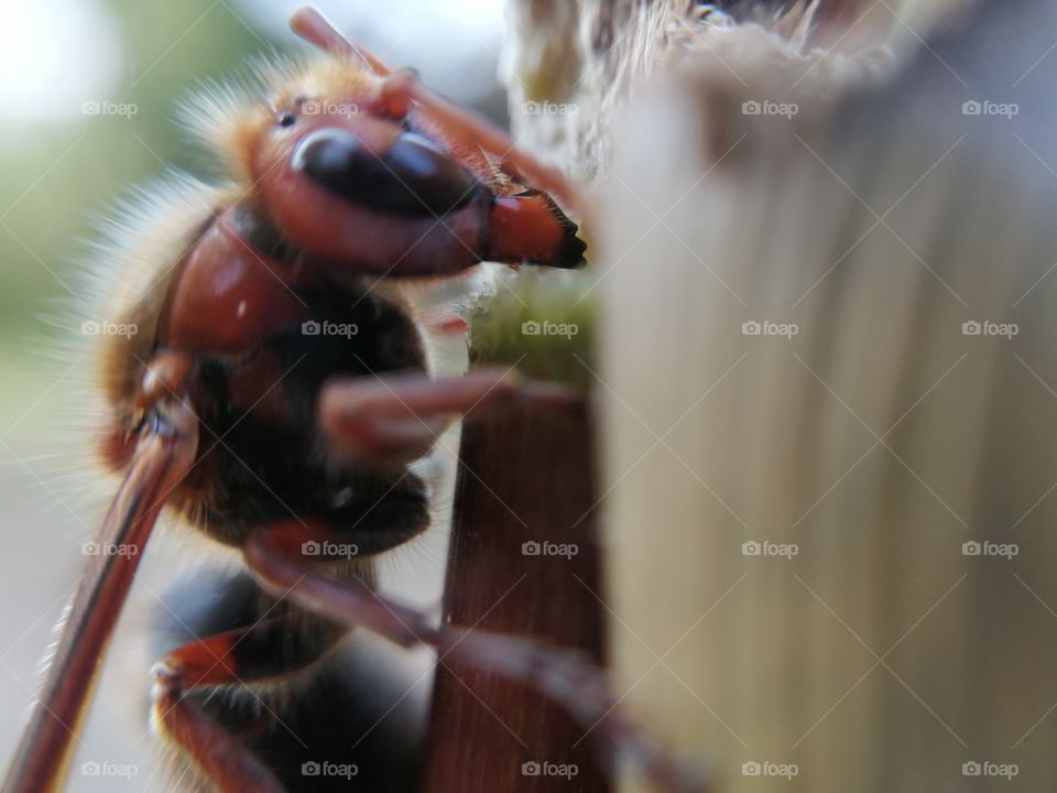 wasp, or German yellowjacket is a species of wasp found in much of the Northern Hemisphere, native to Europe, Northern Africa, and temperate Asia.