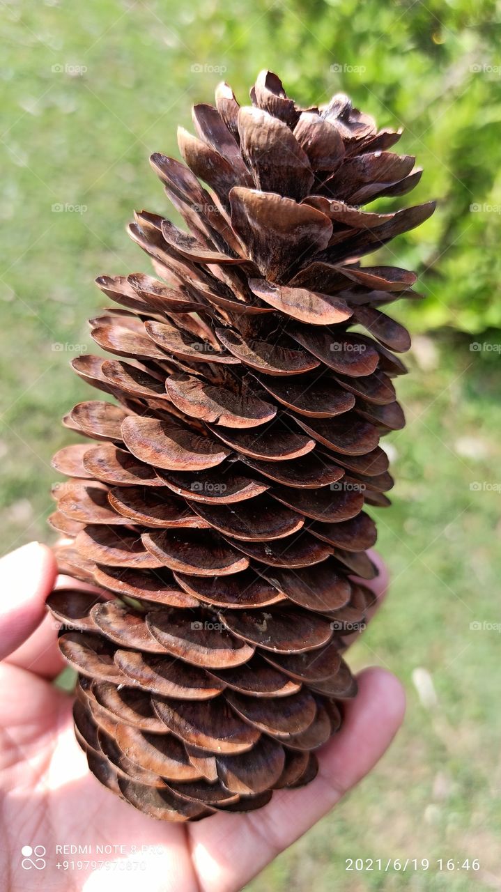 Pine tree in Keller  area in Shopian kashmir J& K