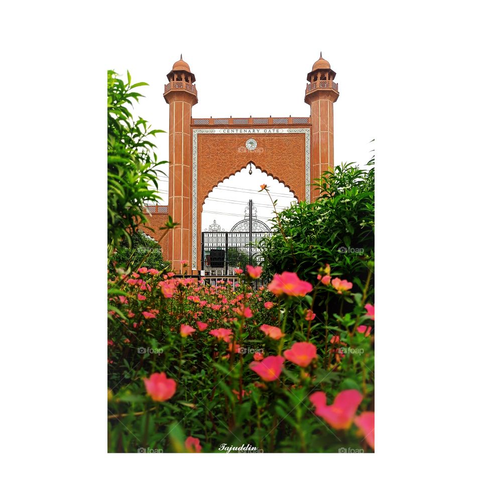 Aligarh muslim university