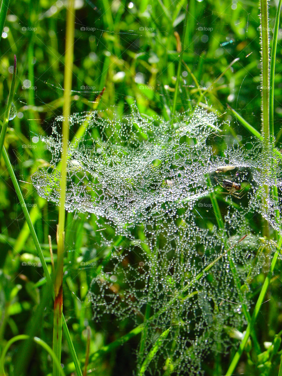 Raindrops on the spiderweb