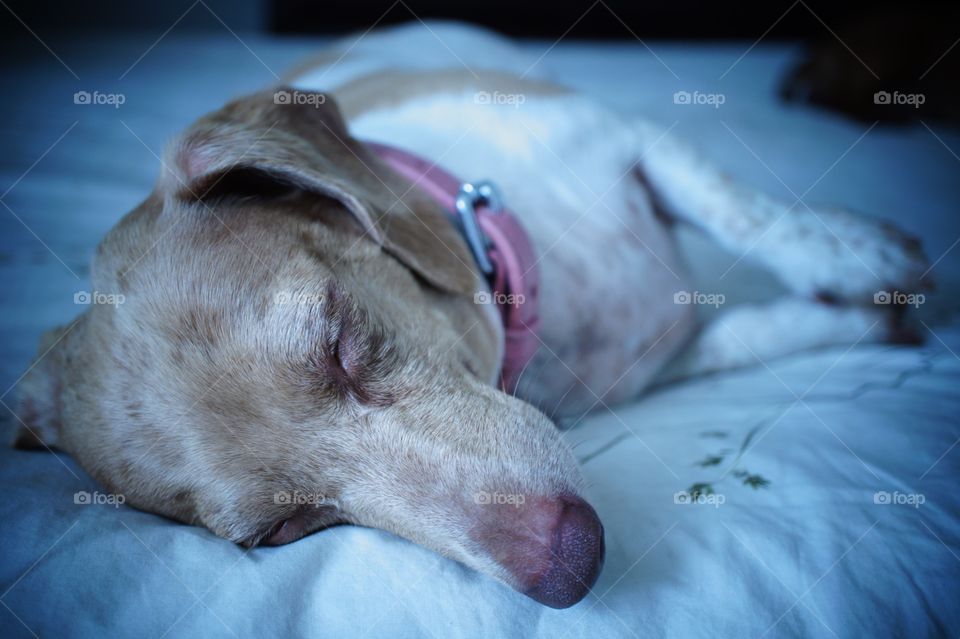 Dachshund Sleeping 2