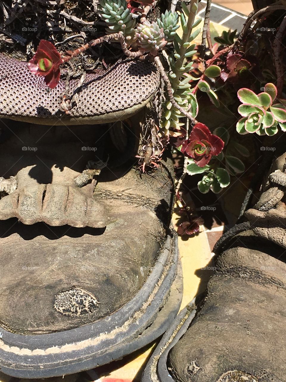 Succulents in old work boots 