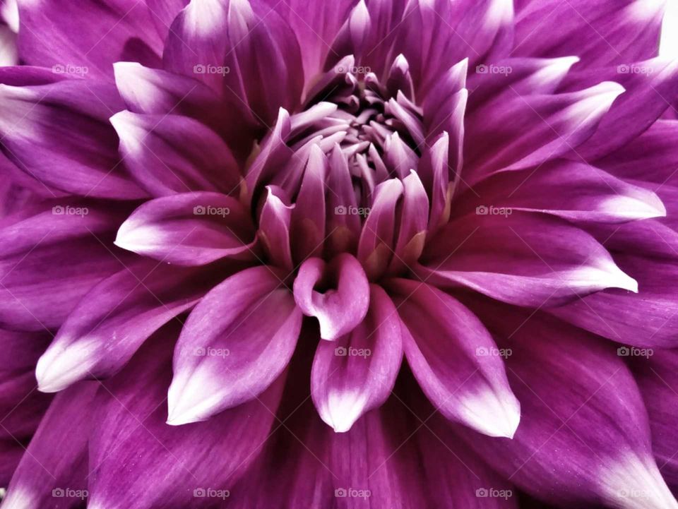 Close-up blooming petals.