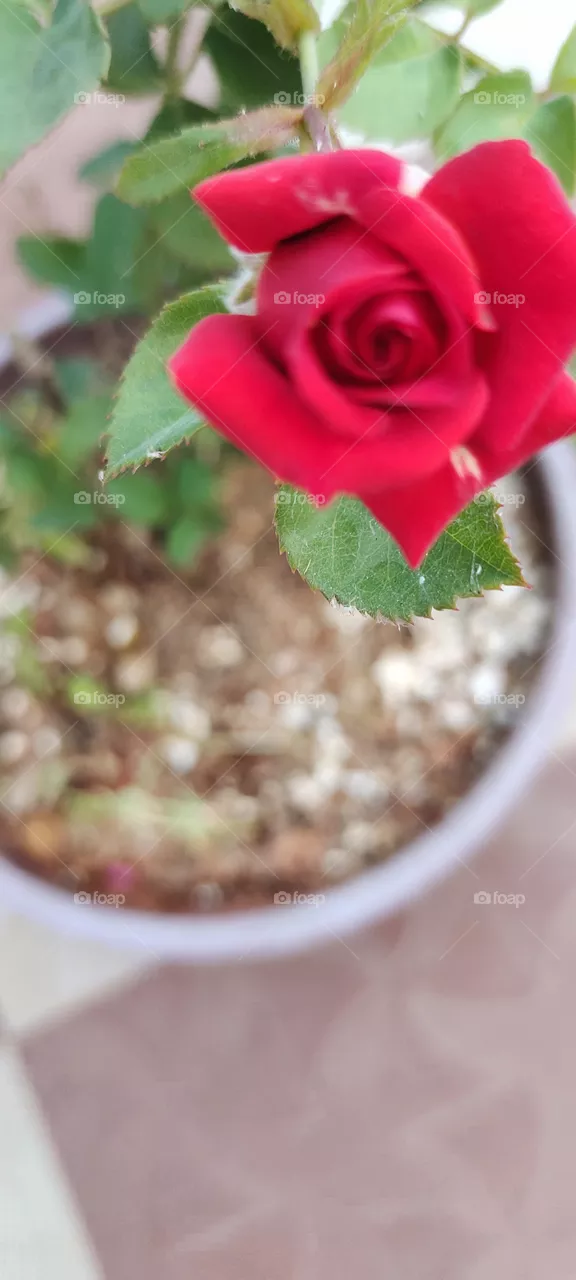 beautiful redrose flower