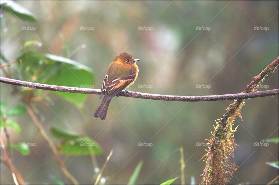 Cinnamon flycatcher 