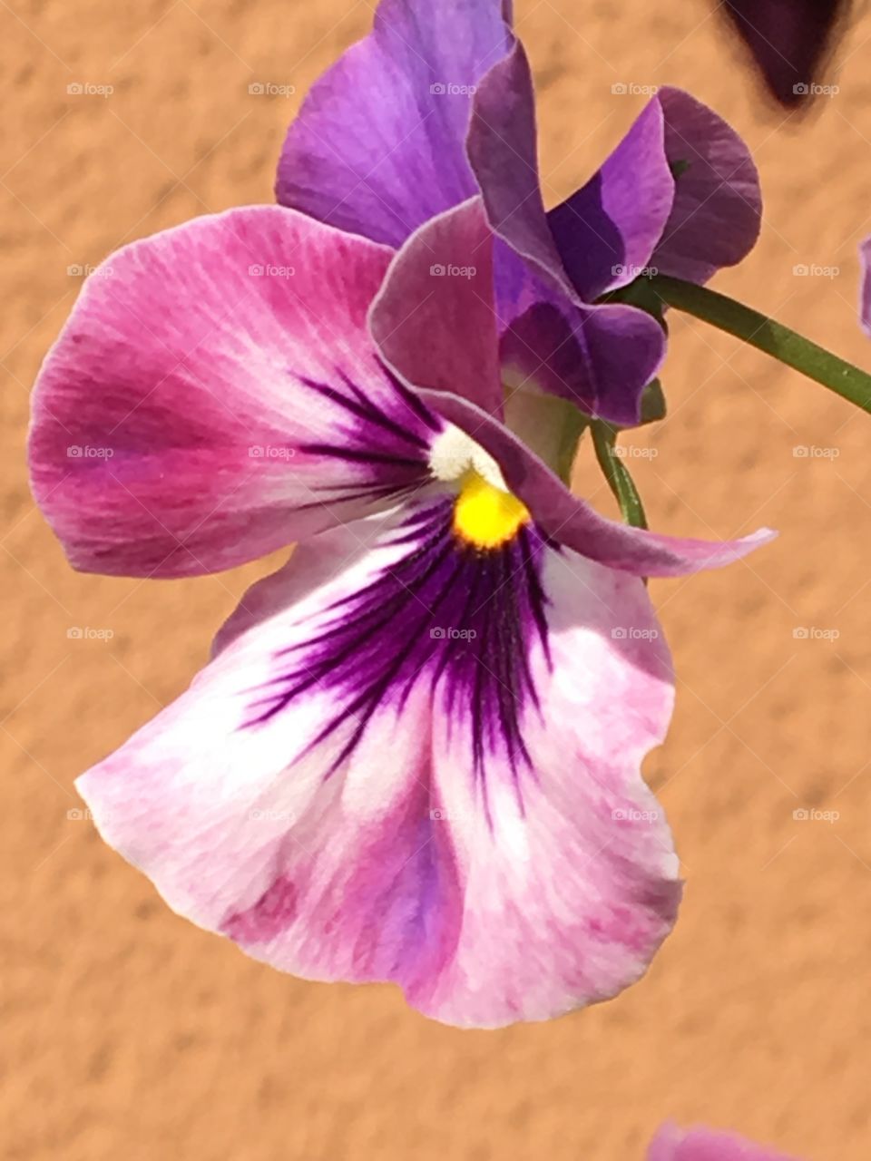 Pink & purple pansy 