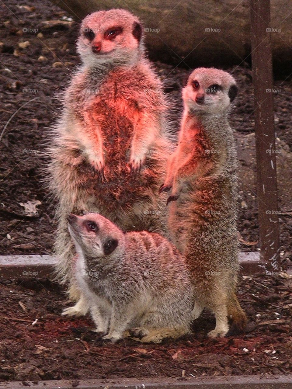Meerkats 