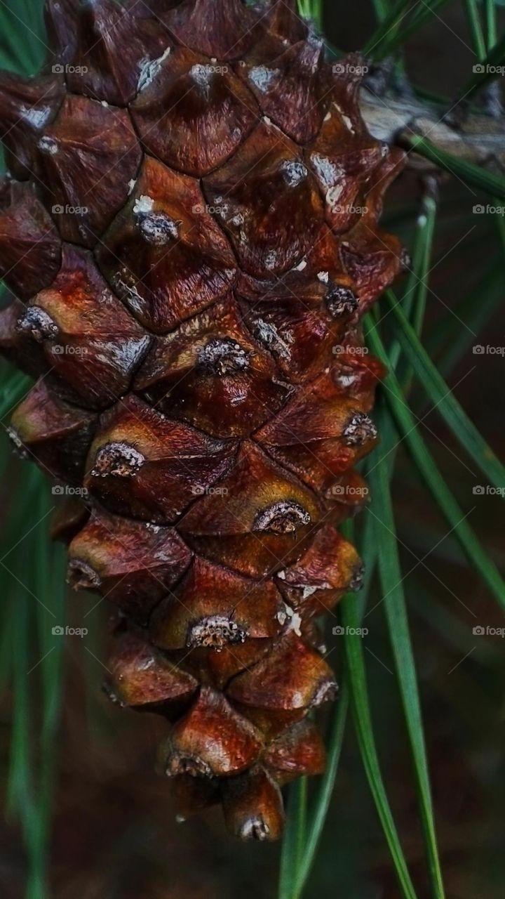 Macro photo of plant growing in the garden