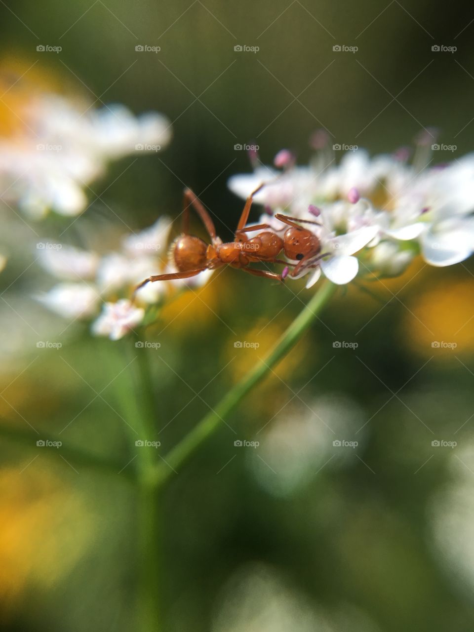 Ant on cilantro