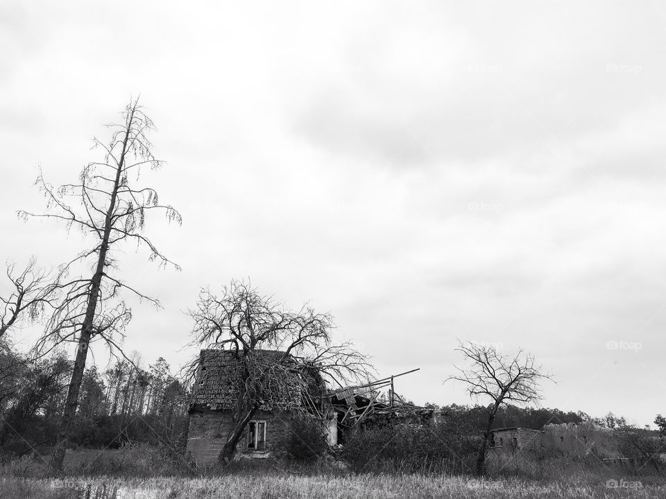 No Person, Nature, Landscape, Winter, Tree