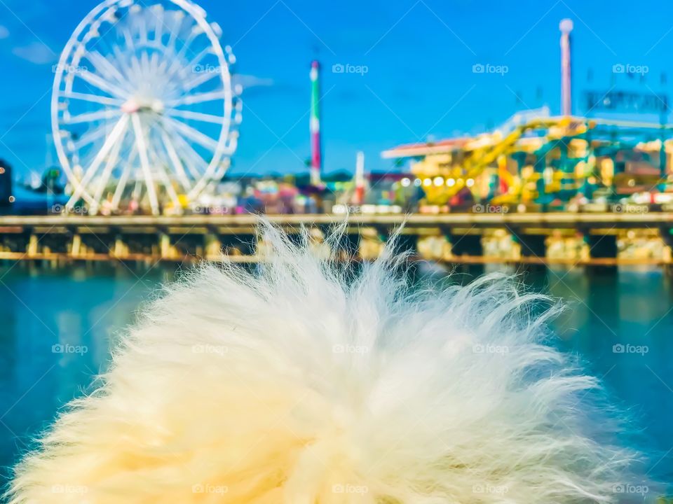 Fluffy puppy looks at the waterway, fair rides and blue sky. Viewer sees puppy’s fluffy mop top and scenic vista. 
