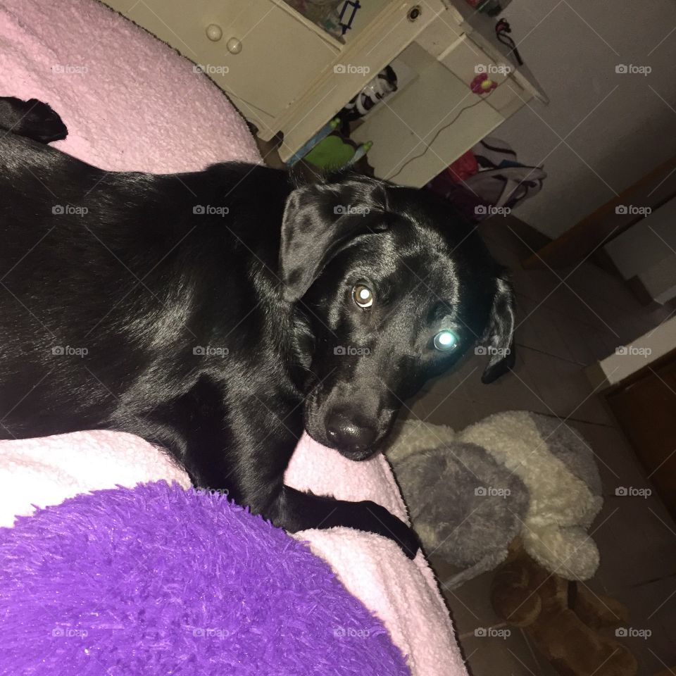 Black dog in bed