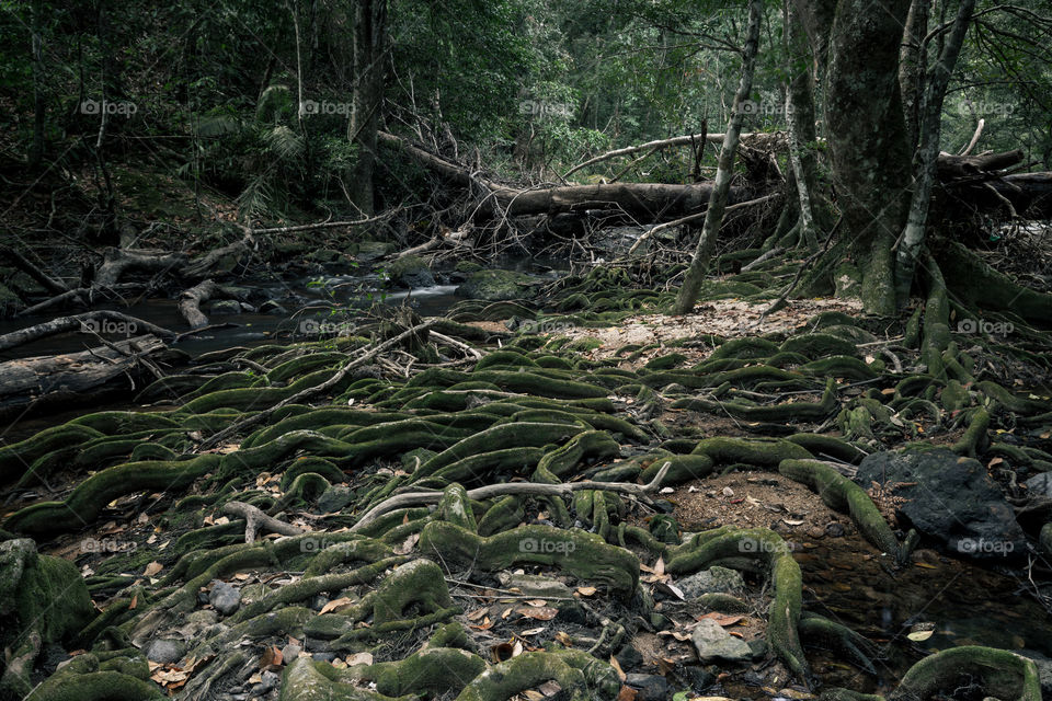 Root of the tree in the forest 