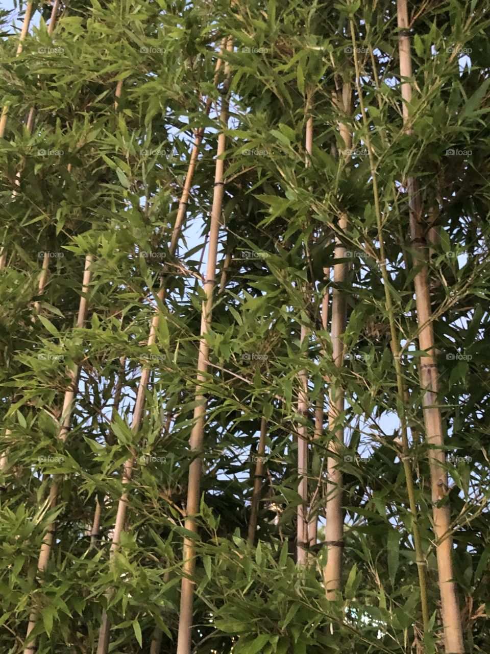Bamboo forest in asia