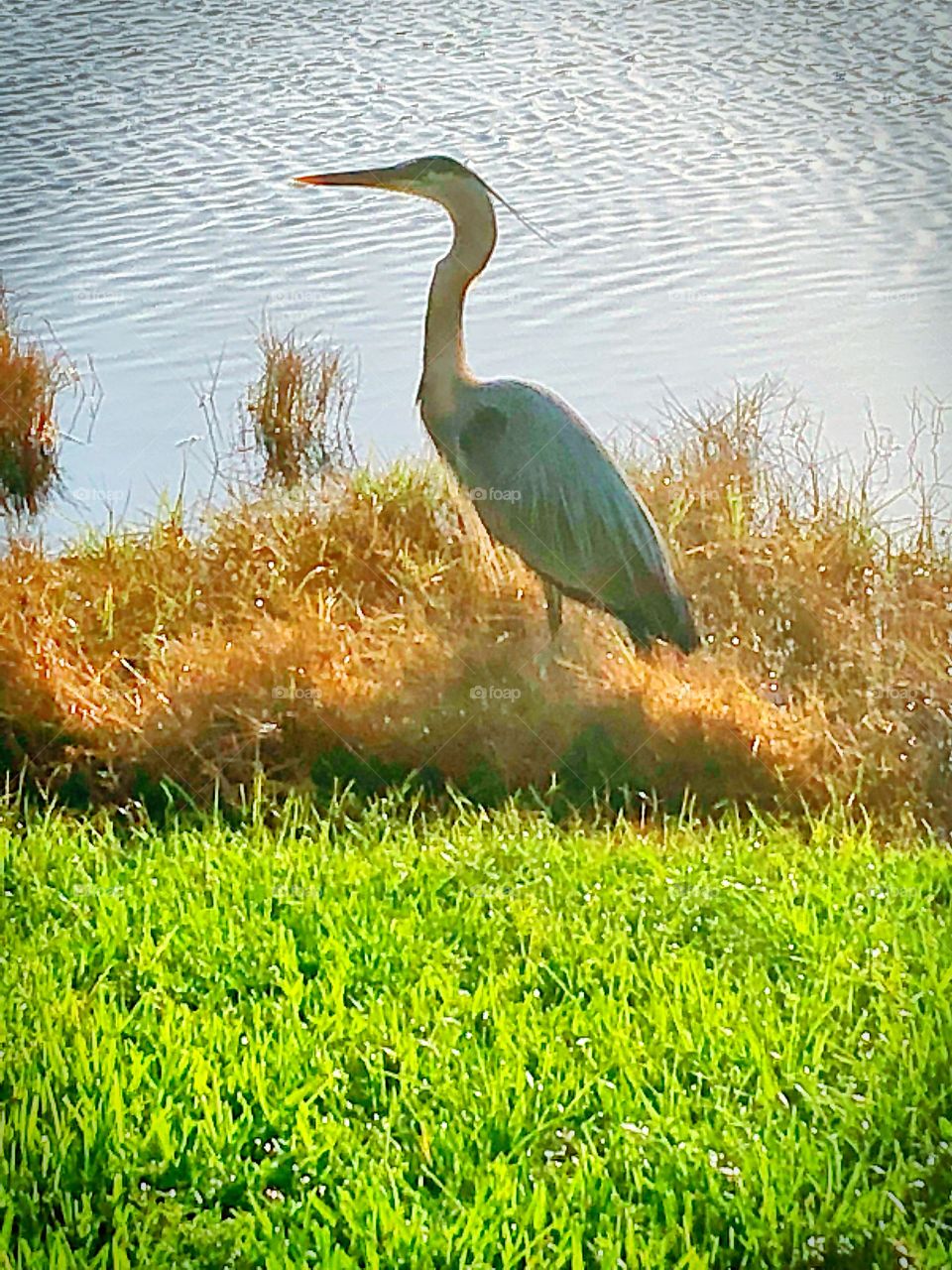 Large blue heron visiting the lakeside. 