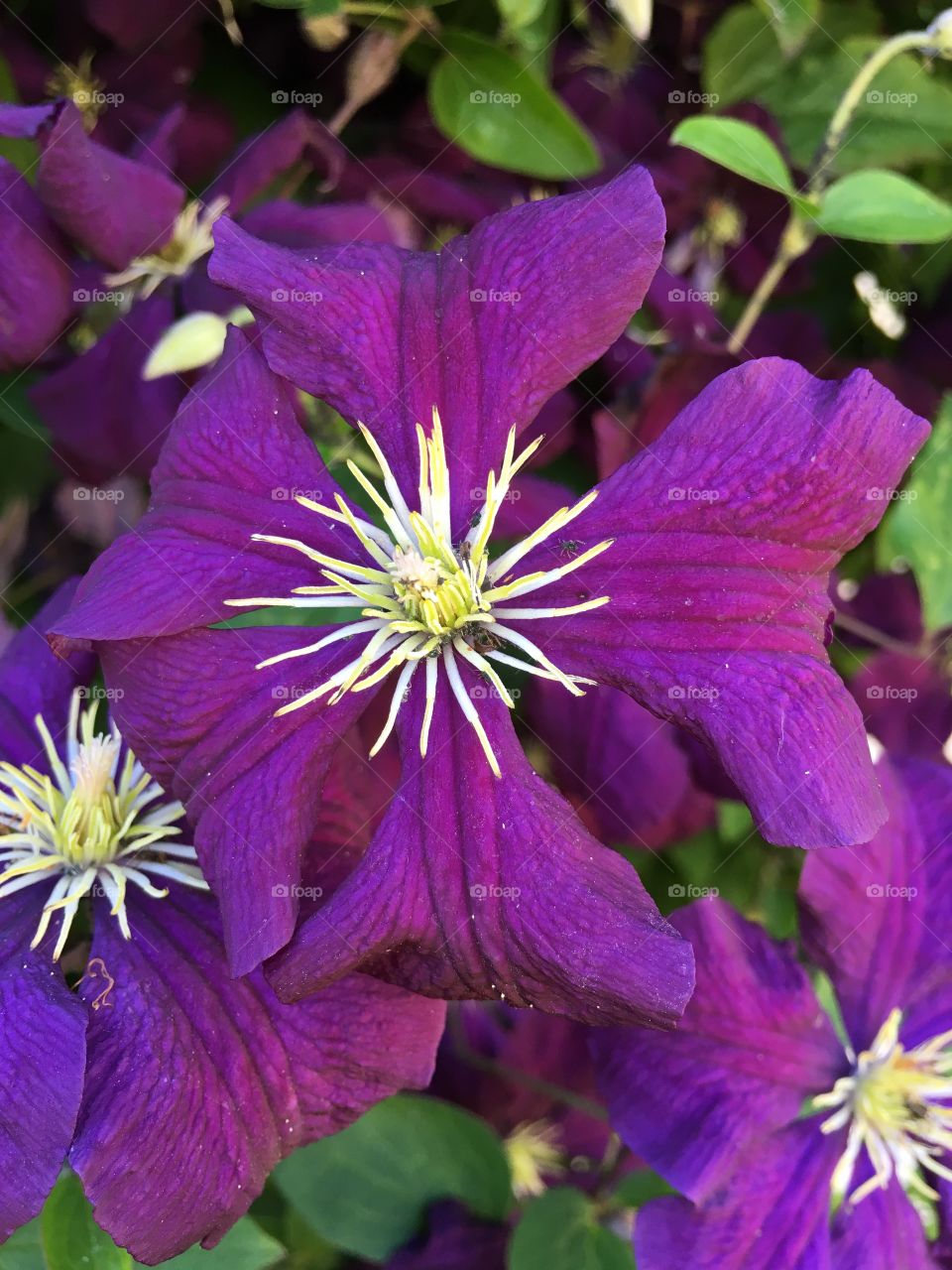 Purple clematis 
