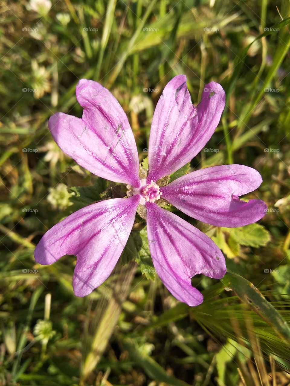 Violet