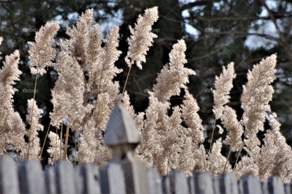 Winter Landscape 