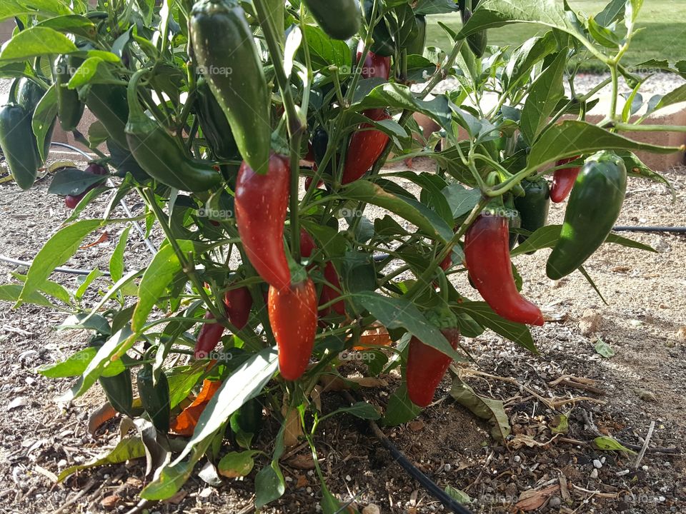 Red Chile