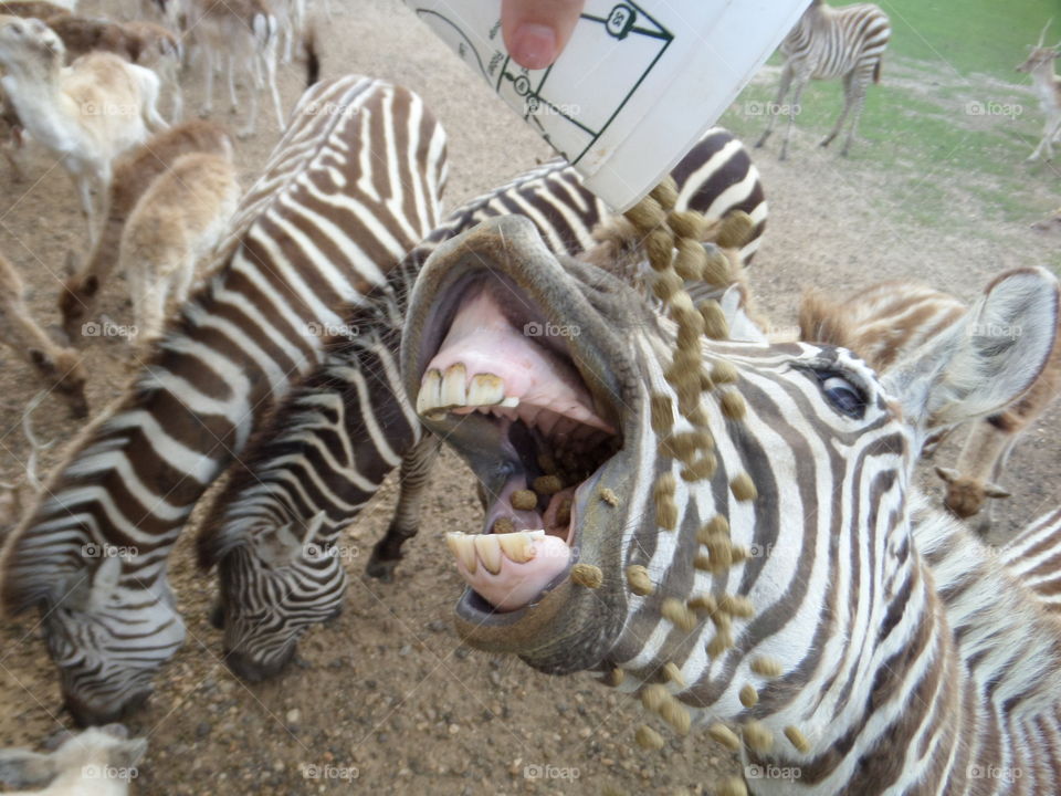 A Person giving food to zebra