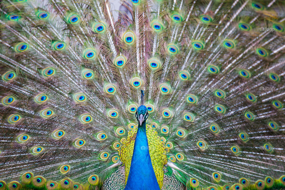 Circles! Image of peacock bird feathers showing circles on its tail