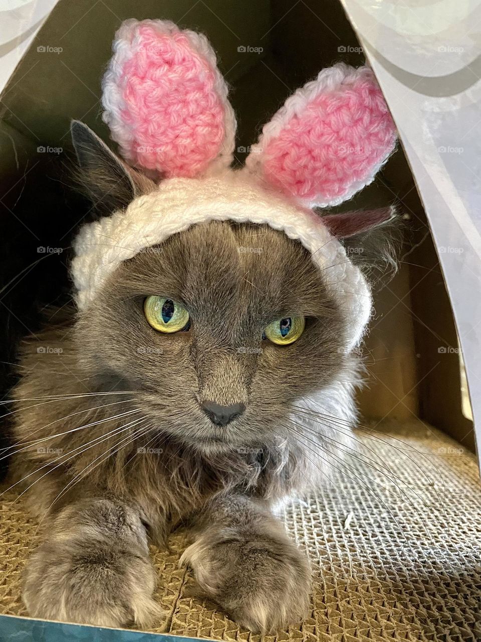 A grey cat wearing a crocheted hat with rabbit ears