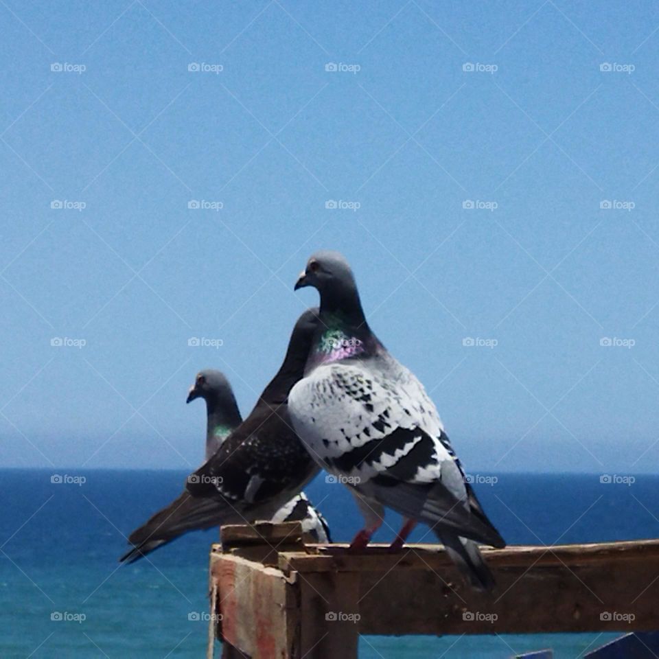 beautiful pigeons looking at the sea