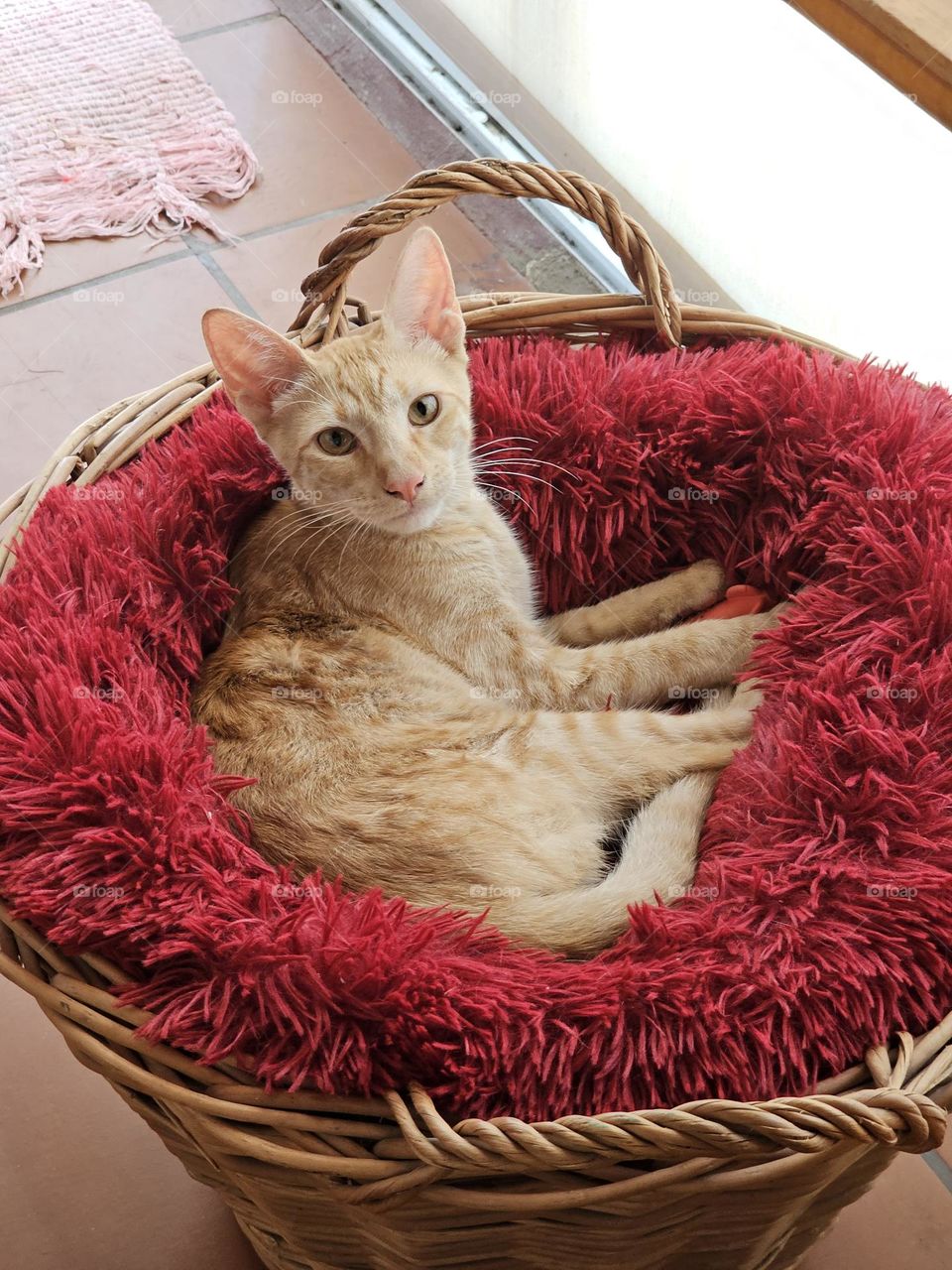 Orange kitten, named Tango, awakes from his nap and looks up to see what's going on. He has no intention of leaving his comfy cat bed.