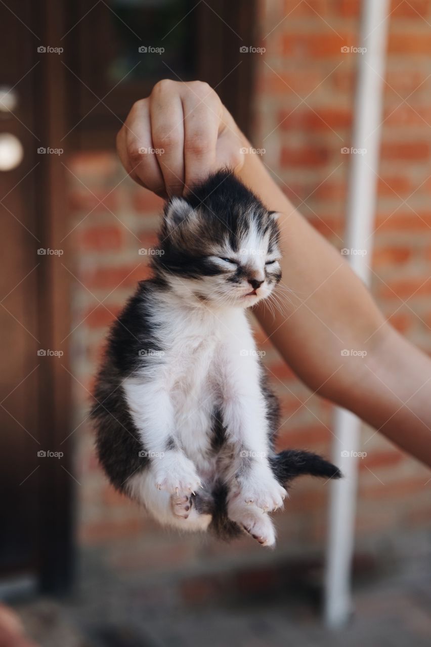 Kitten 