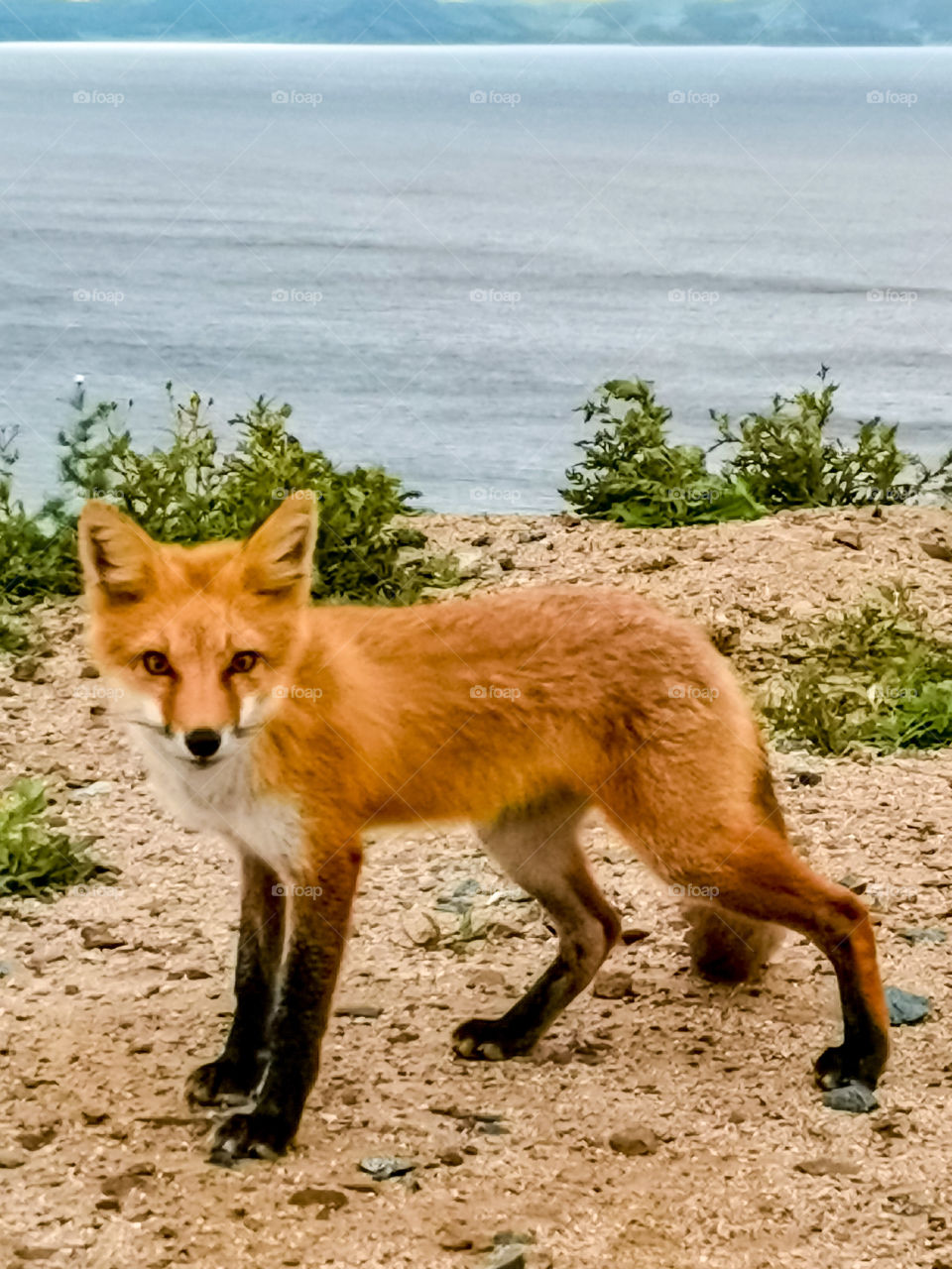 Red fox