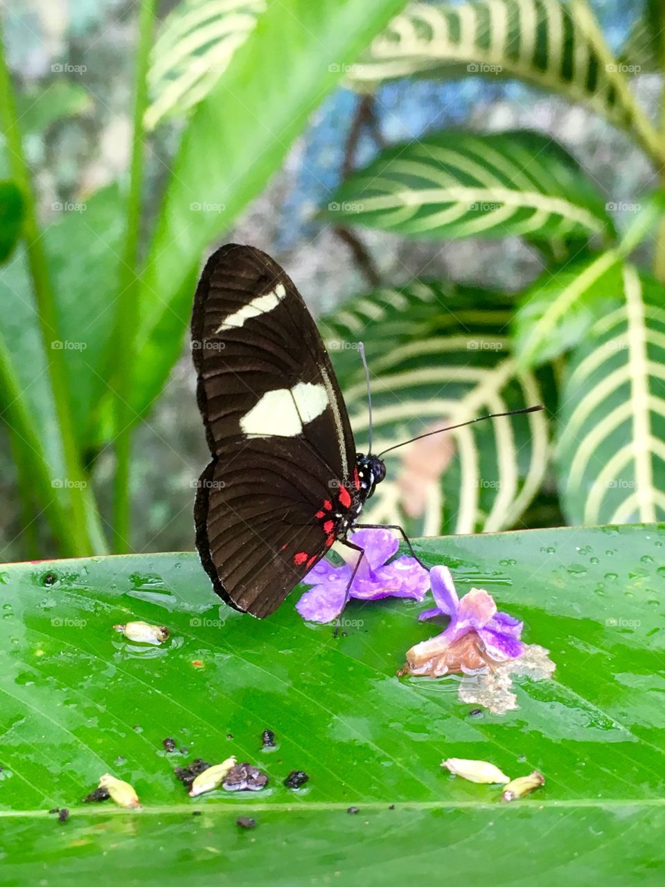 Feeding butterfly