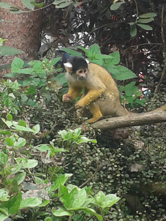 monkey