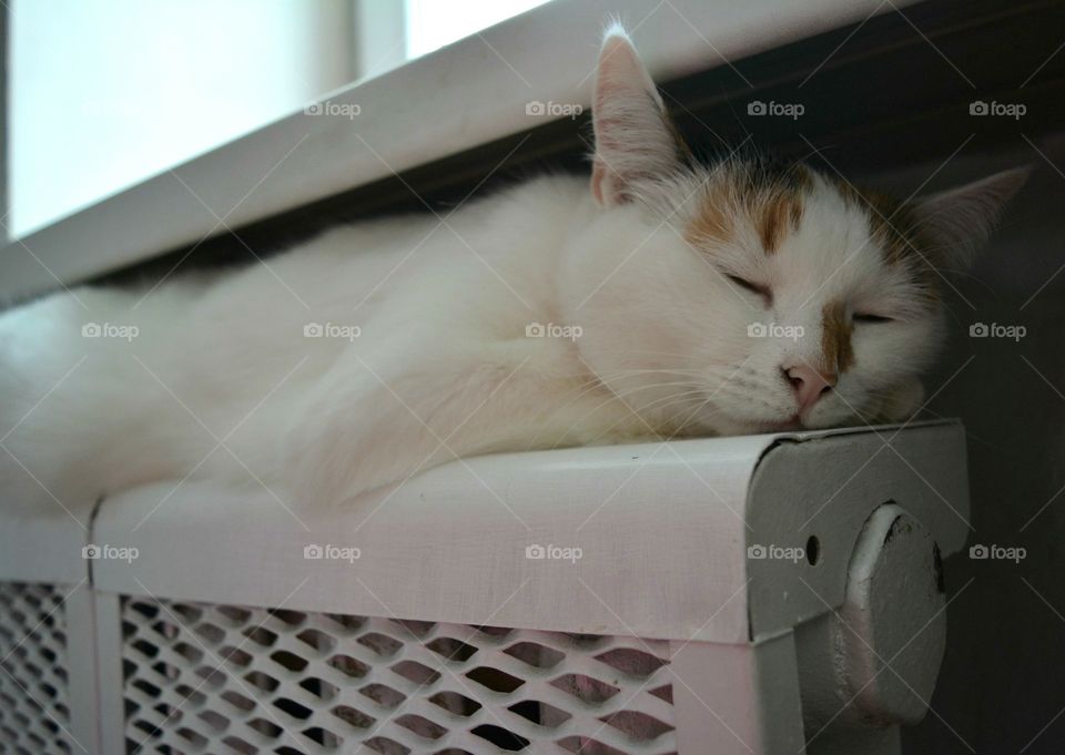 cat sleep on a battery