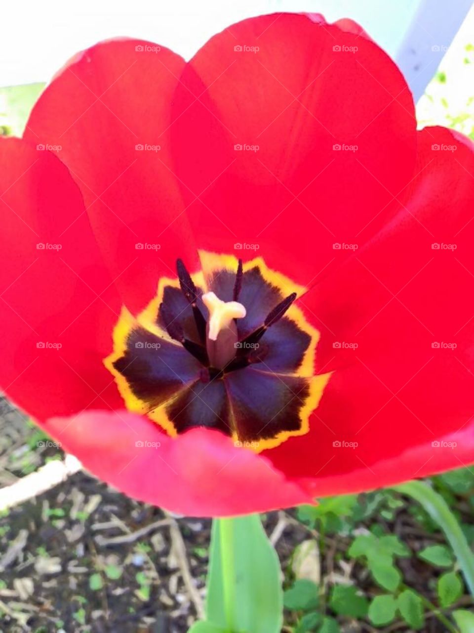 Big red flower 