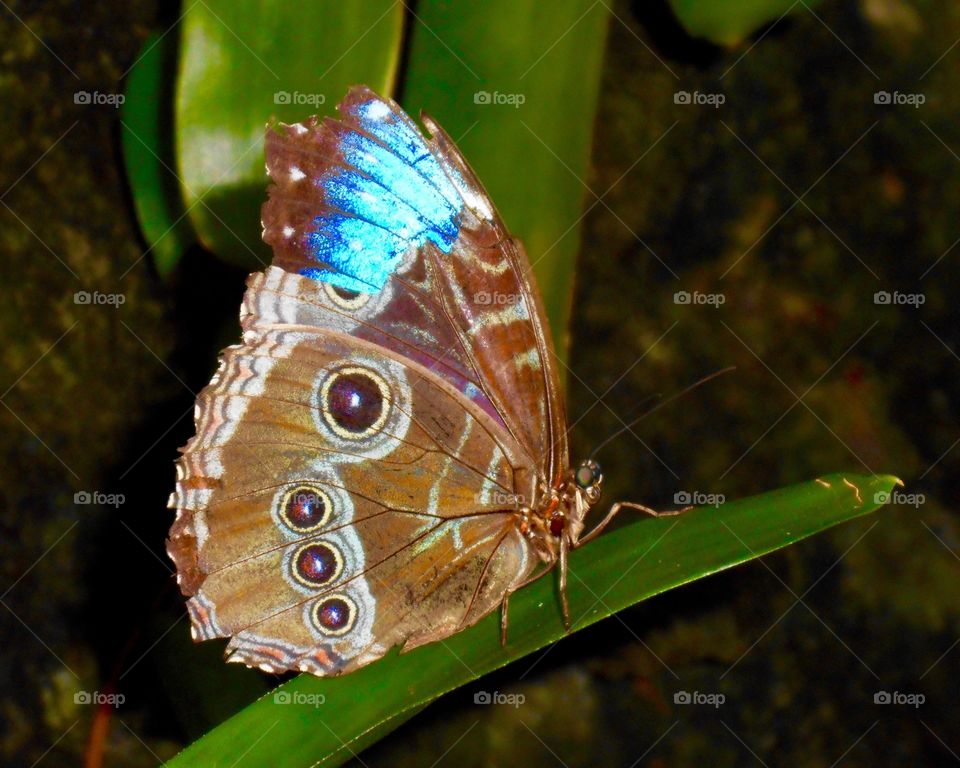 Butterfly in browns and blues.