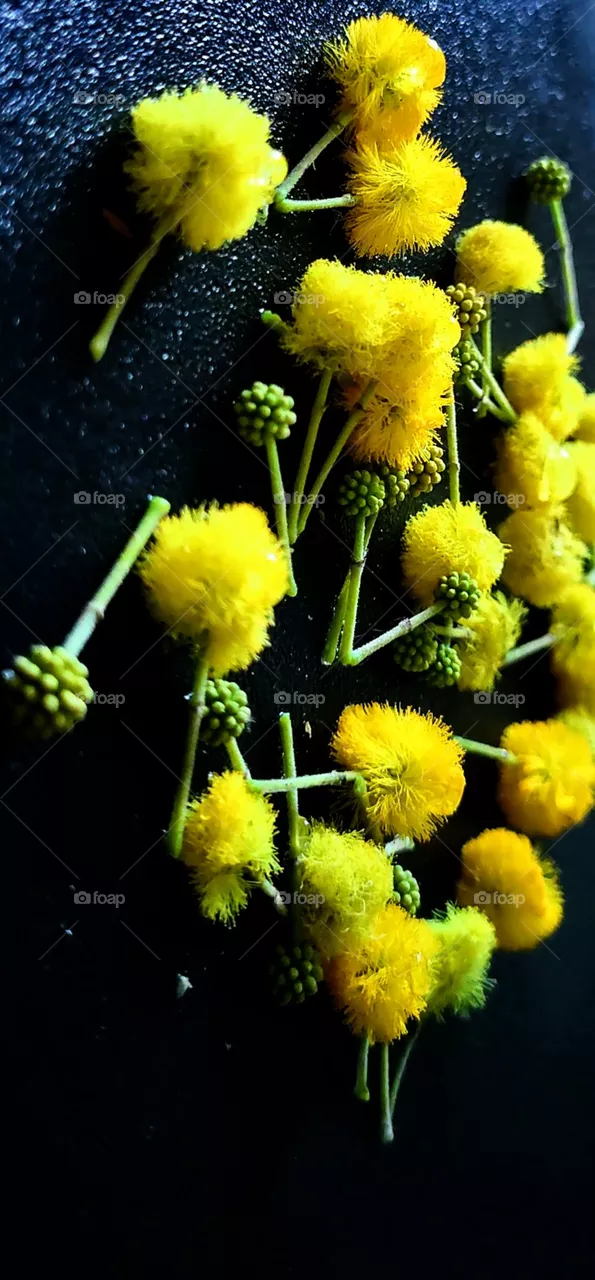 Yellow flowers