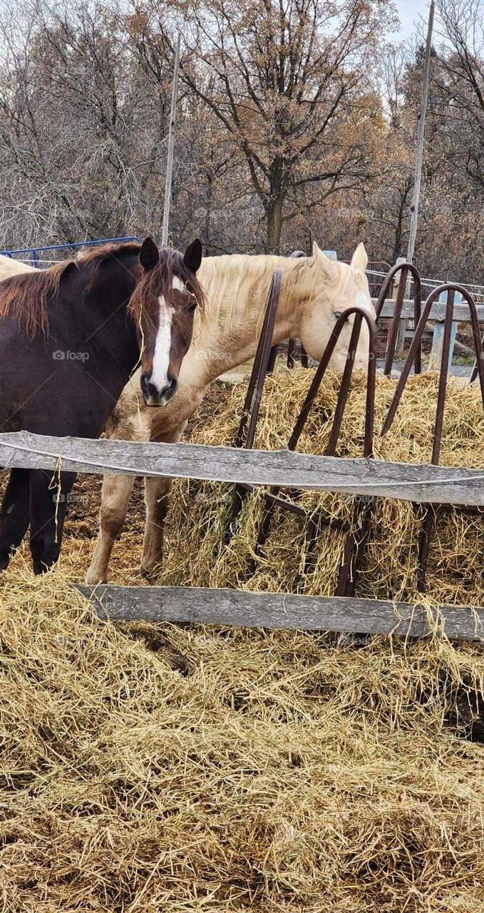 Two horses