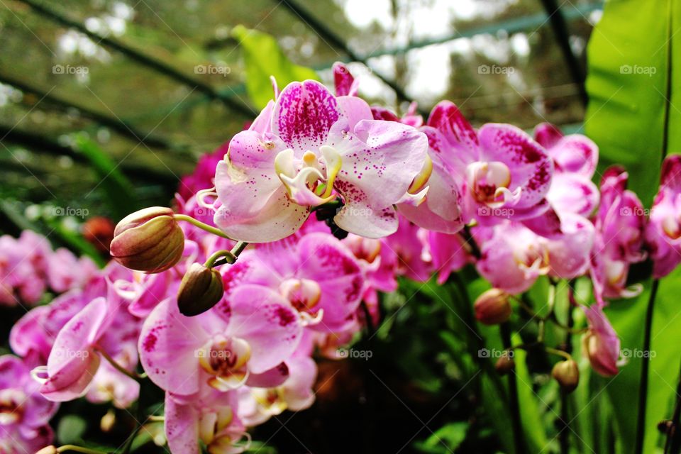 pink white orchid