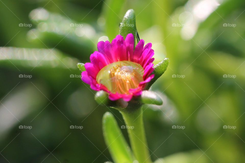 Macro of a hot pink Delosperma succulent flower with a water droplet caught in it’s yellow centre and just opening its petals for the morning sun. 