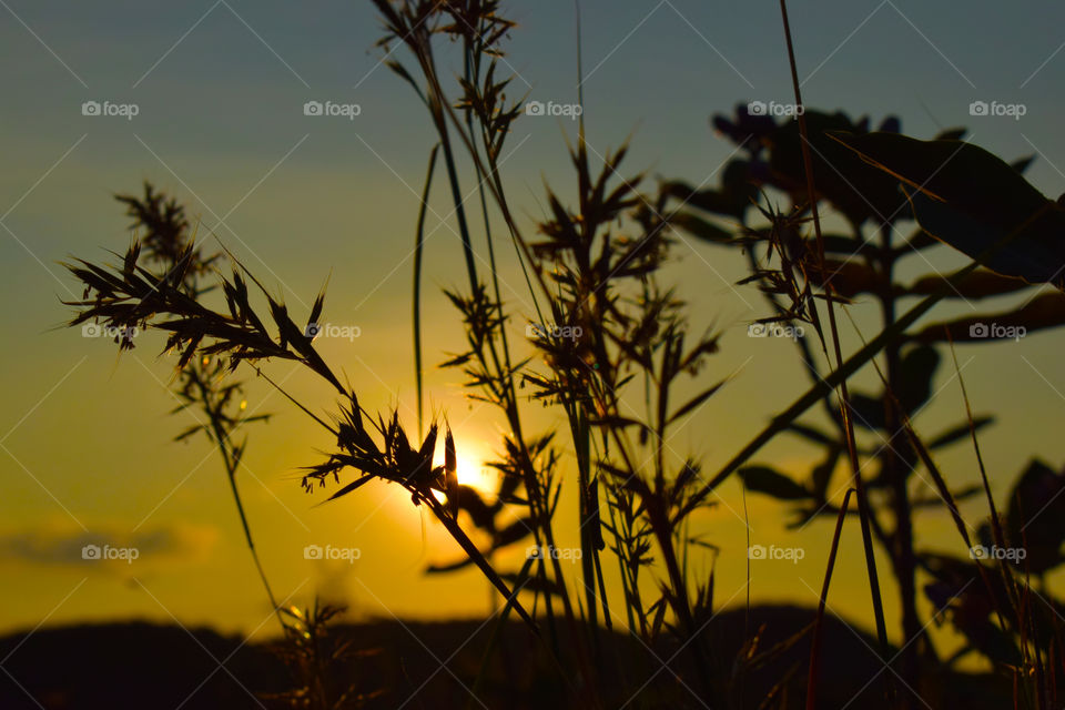 grass in dusk