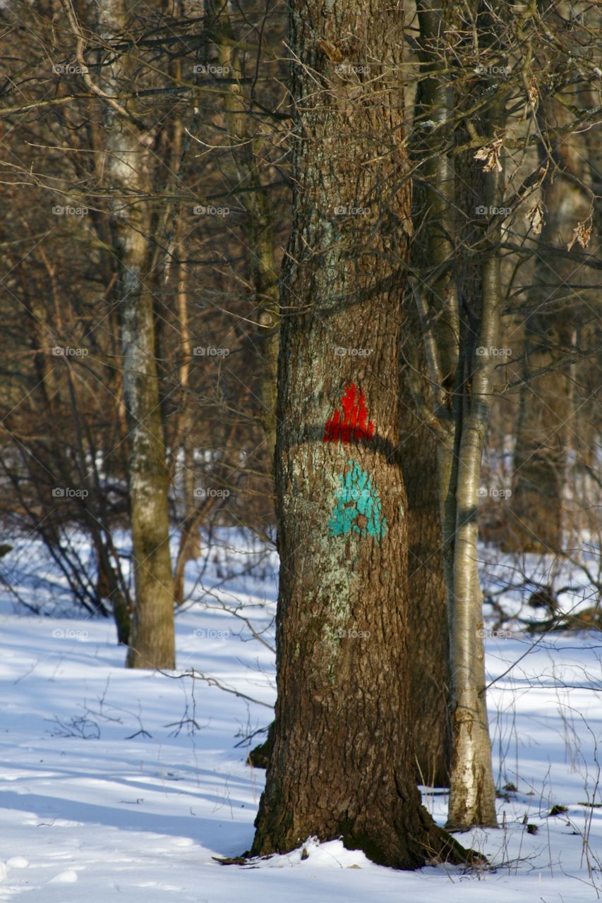 Tree with signs 